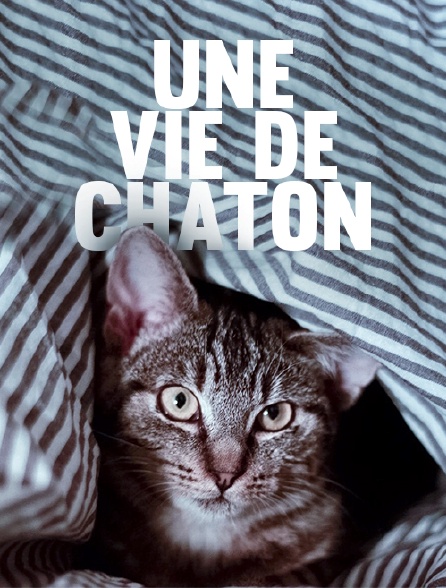 Une vie de chaton