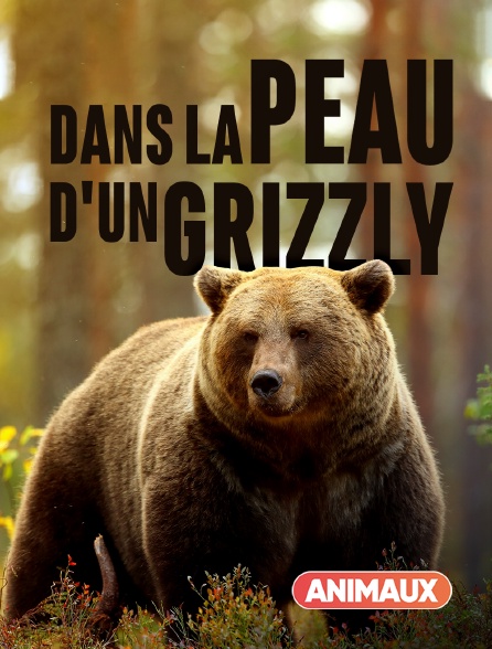 Animaux - Dans la peau d'un grizzly - 22/09/2024 à 12h00