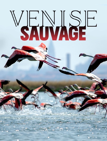 Venise sauvage