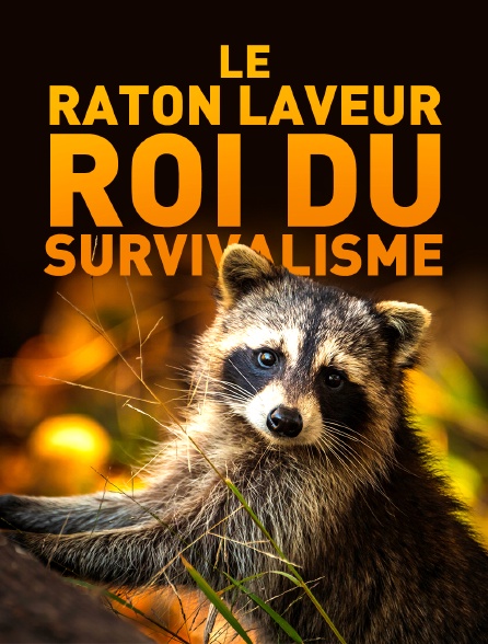 Le raton laveur, roi du survivalisme