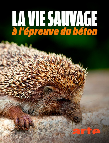 Arte - La vie sauvage à l'épreuve du béton