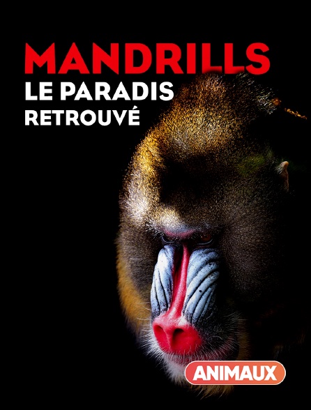 Animaux - Mandrills : le paradis retrouvé - 20/09/2024 à 05h55