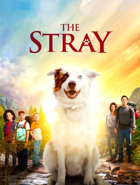 The Stray