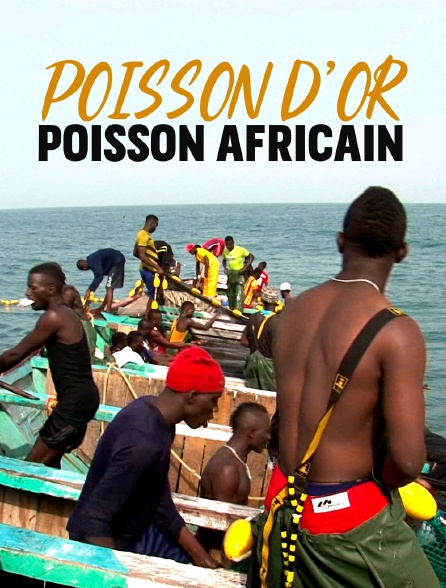 Poisson d’or, poisson africain