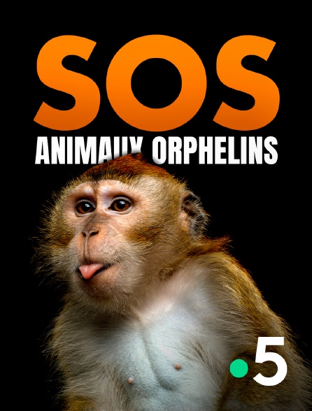 France 5 - SOS animaux orphelins - 07/09/2024 à 10h13