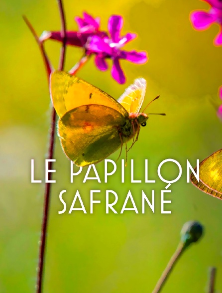 L'histoire du papillon safrané