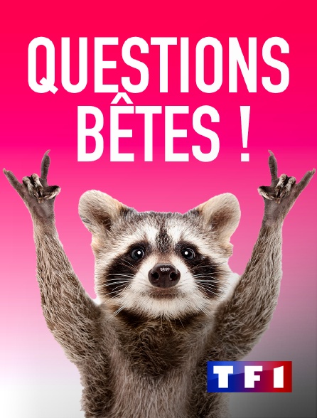 TF1 - Questions bêtes !