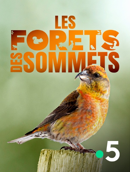 France 5 - Les forêts des sommets