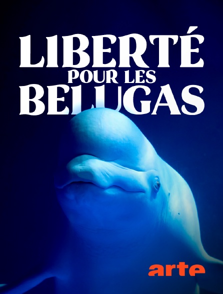 Arte - Liberté pour les belugas !