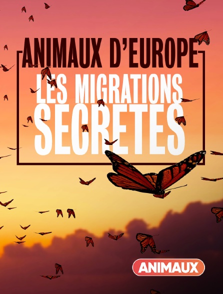 Animaux - Migrations secrètes - 17/09/2024 à 18h50