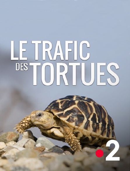 France 2 - Le trafic des tortues