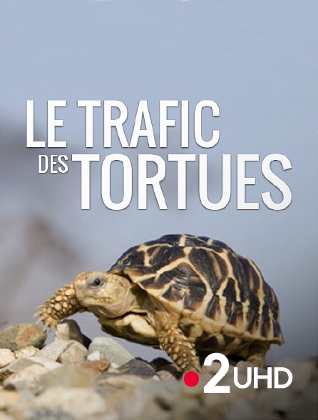 France 2 UHD - Le trafic des tortues