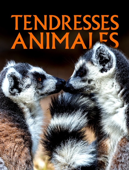 Tendresses animales