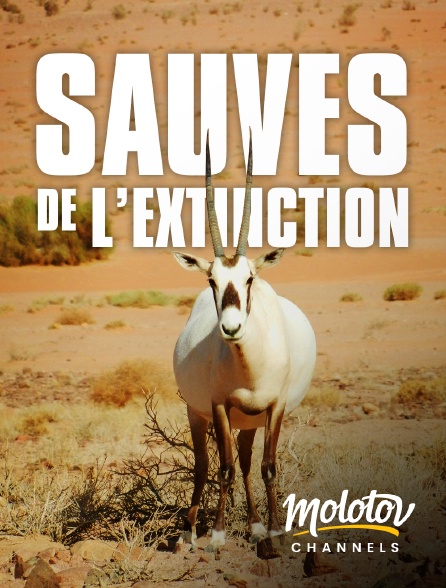 Molotov Channels - Sauvés de l'Extinction