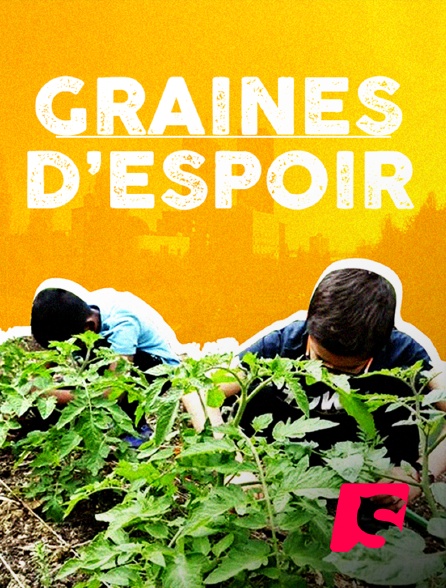 Spicee - Graines d'espoir