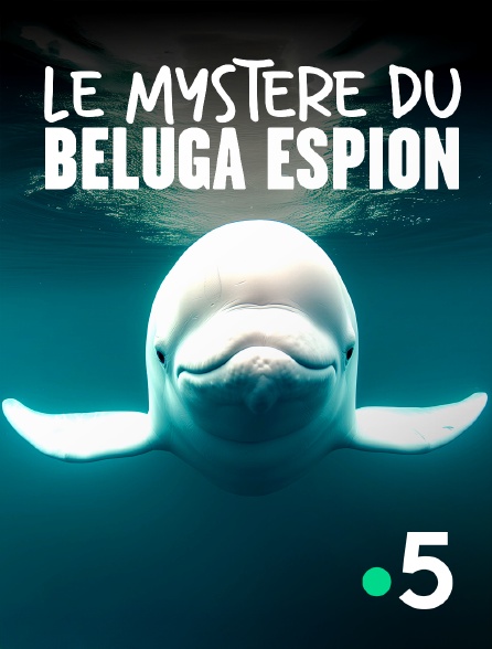 France 5 - Le mystère du béluga espion