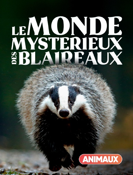 Animaux - Le monde mystérieux des blaireaux