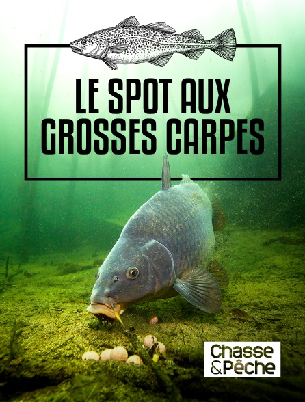 Chasse et pêche - Le spot aux grosses carpes