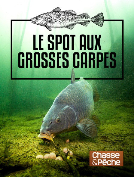 Chasse et pêche - Le spot aux grosses carpes