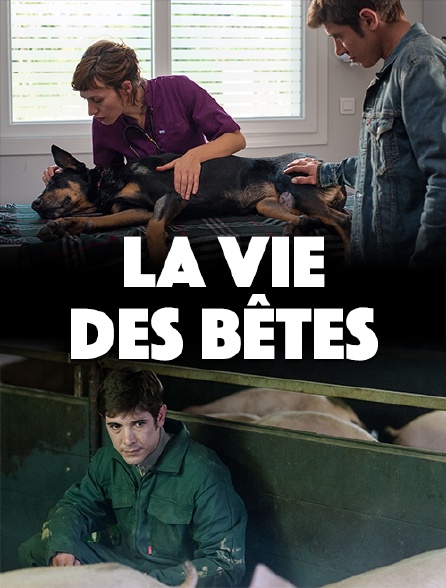 La vie des bêtes