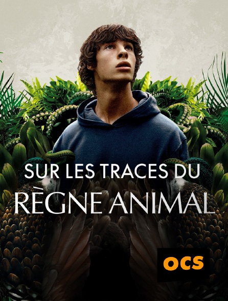 OCS - Sur les traces du règne animal