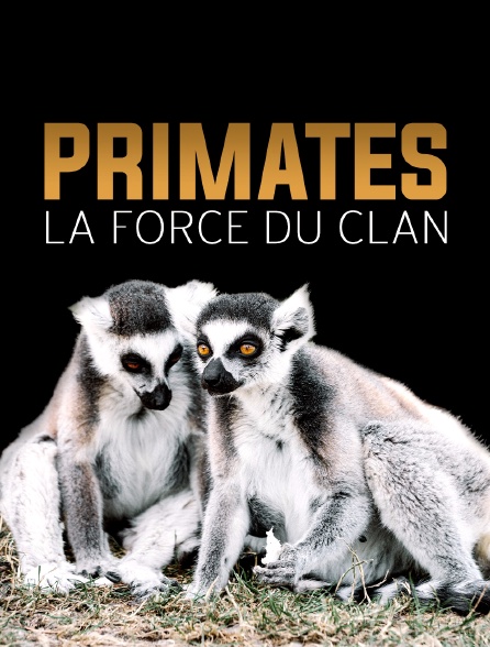 Primates