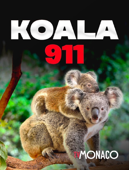 TV Monaco - Koala 911