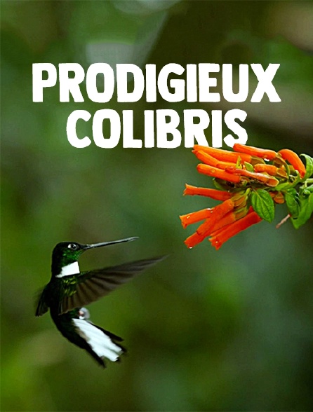 Prodigieux colibris