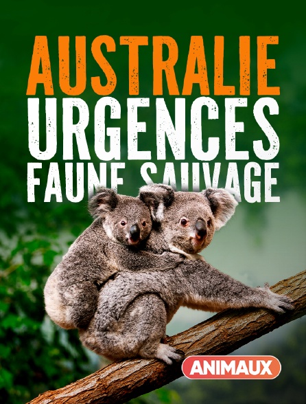 Animaux - Australie : urgences faune sauvage - 30/09/2024 à 19h40