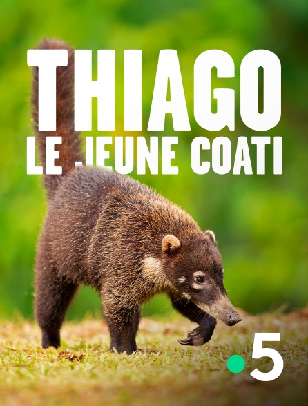 France 5 - Thiago, le jeune coati